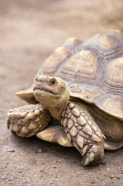 Chiang Mai dev kaplumbağa