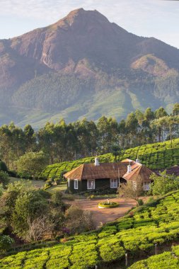 House in middle of tea plantations clipart