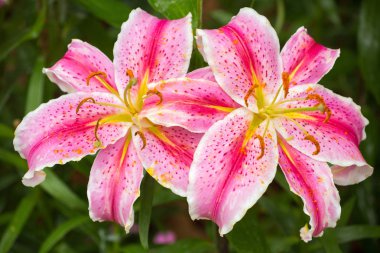 Pembe Asya lily çiçek