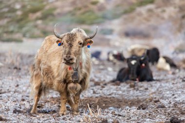 Yerli yaks Himalaya