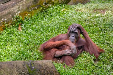 Oturan kadın orangutan 