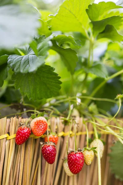 Verse aardbeien groeien — Stockfoto