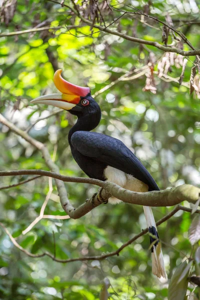 Photo of Hornbill in Borneo — Stock Photo, Image