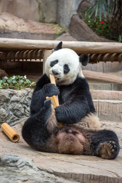 Panda gigante comiendo bambú —  Fotos de Stock