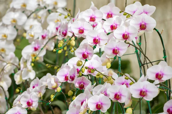 Fleurs blanches d'orchidée — Photo