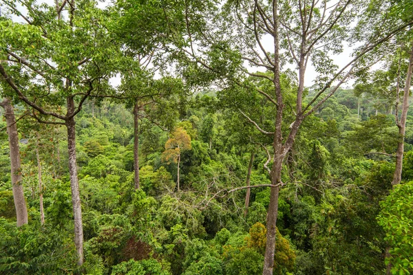Yeşil tropikal yağmur ormanları — Stok fotoğraf
