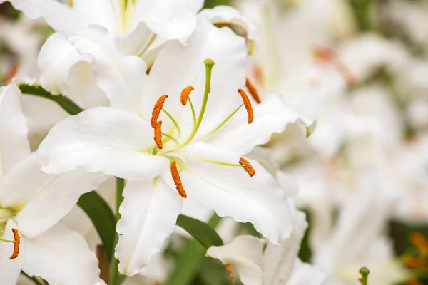 Белая азиатская лилия — стоковое фото