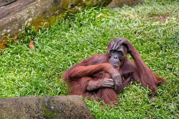 Orango femmina seduta — Foto Stock
