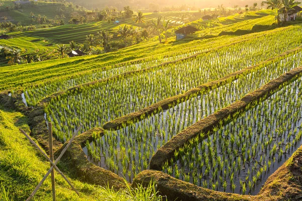 Jatiluwih pirinç terasları — Stok fotoğraf