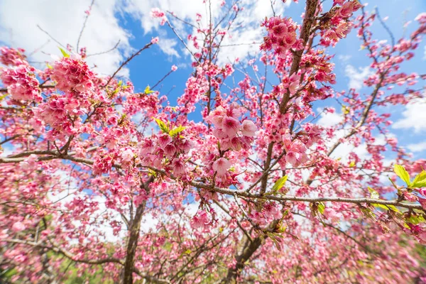 Rózsaszín sakura cherry blossom — Stock Fotó