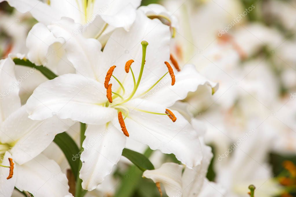 White Asiatic lily 