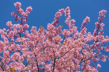 Pembe sakura kiraz çiçeği 
