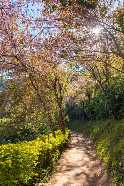 Virágzó sakura fák — Stock Fotó