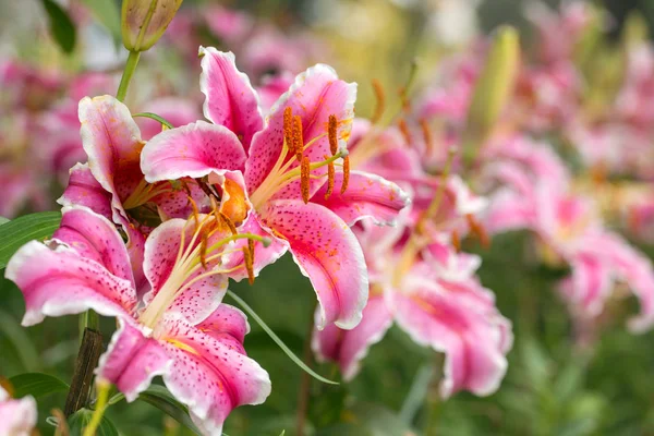 Lilium fotos de stock, imágenes de Lilium sin royalties | Depositphotos Lilium fotos de stock, imágenes de Lilium sin royalties | Depositphotos