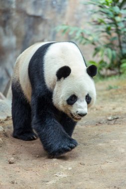 dev panda bambu yiyor.