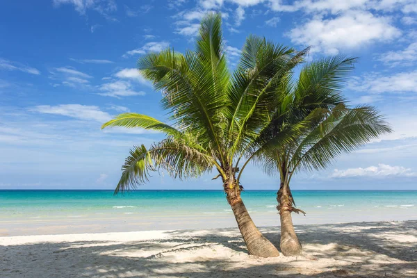 Palmbomen op prachtig tropisch strand — Stockfoto