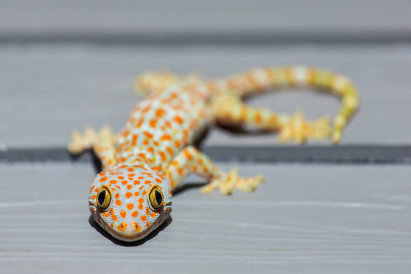 Tokay Gecko on wooden wall 