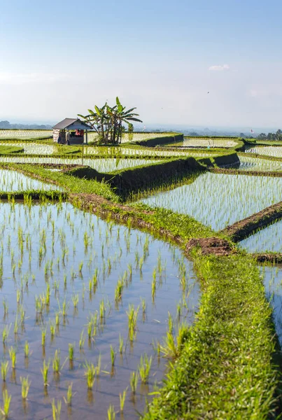 Belos terraços de arroz Jatiluwih — Fotografia de Stock