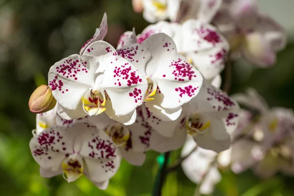 Mooie witte orchideebloemen — Stockfoto