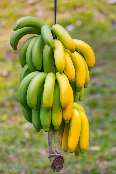 Желтые и зеленые бананы — стоковое фото