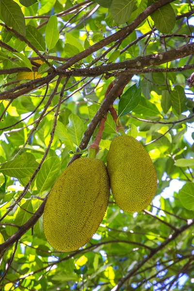 The jack fruit on the tree — Stock Photo, Image