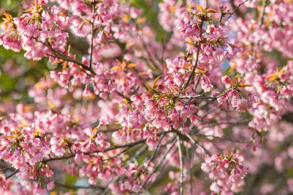 Цветение сакуры розового цвета — стоковое фото