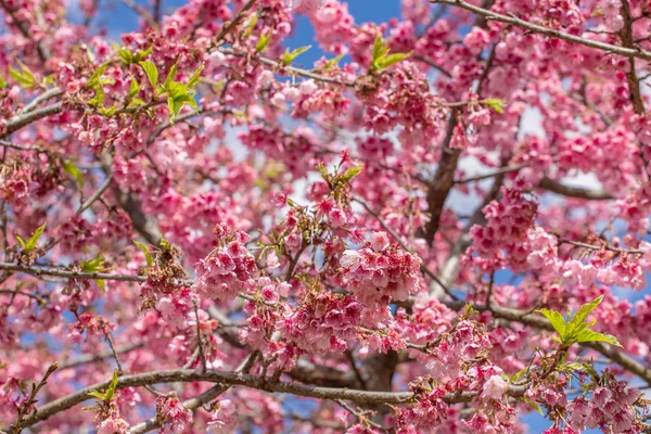 Цветение сакуры розового цвета — стоковое фото