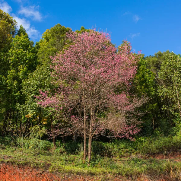 満開の桜の木々 — ストック写真