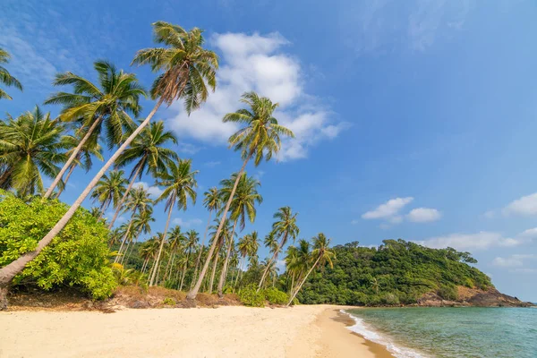 Trees on beautiful tropical beach — Stock Photo, Image