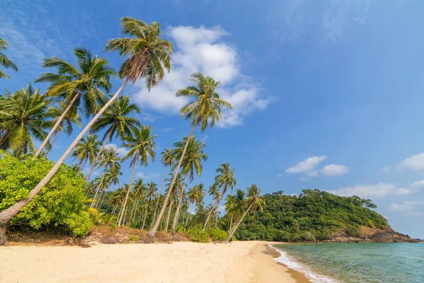 Alberi sulla bellissima spiaggia tropicale — Foto Stock