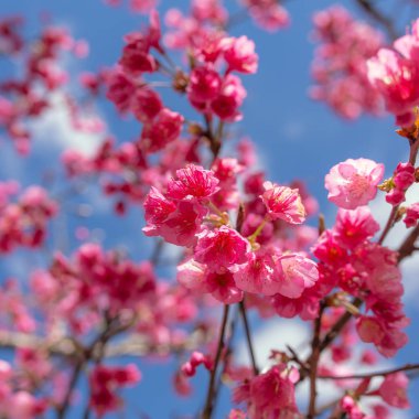 Pink sakura cherry blossom clipart