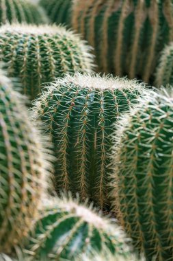 İğne ile taze yeşil kaktüs