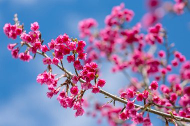 Pembe sakura kiraz çiçeği