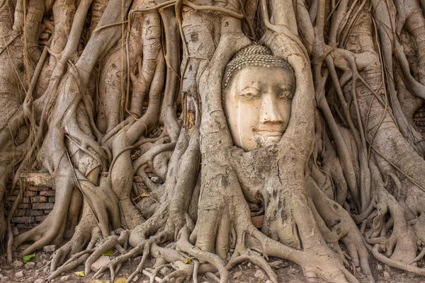 Buddhova hlava v kořenech stromů — Stock fotografie