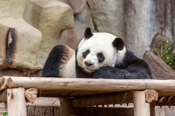 Panda gigante descansando — Fotografia de Stock