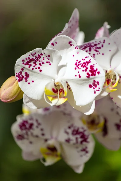 Witte orchidee bloemen — Stockfoto