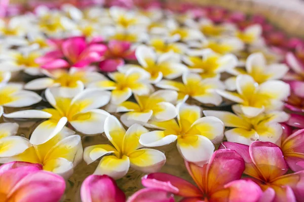 Frangipani bloemen drijvend op het water — Stockfoto