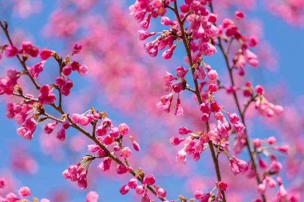 Flor de cereja sakura rosa — Fotografia de Stock