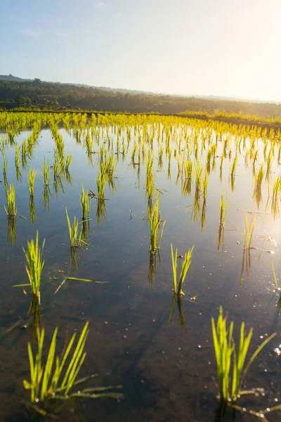 Matahari terbit di atas Jatiluwih Rice Teras — Stok Foto