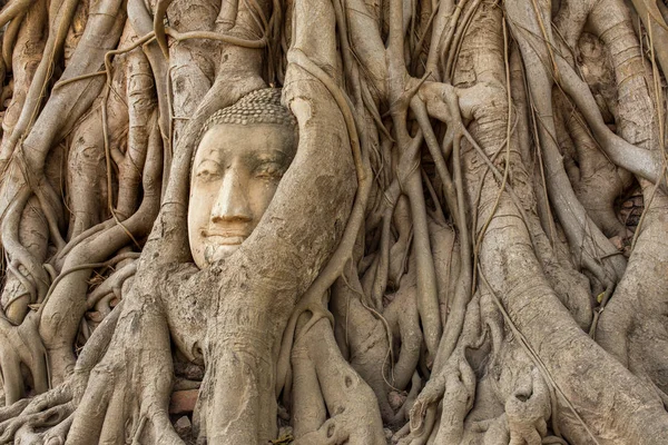 Testa di Buddha nelle radici degli alberi — Foto Stock