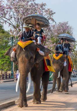 Filler turist tur binmek