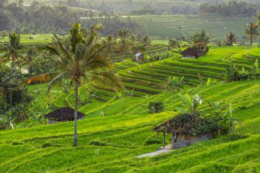 Bali 'de Jatiluwih Pirinç Terasları