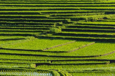 Jatiluwih pirinç terasları