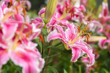 Pembe Asya lily çiçek