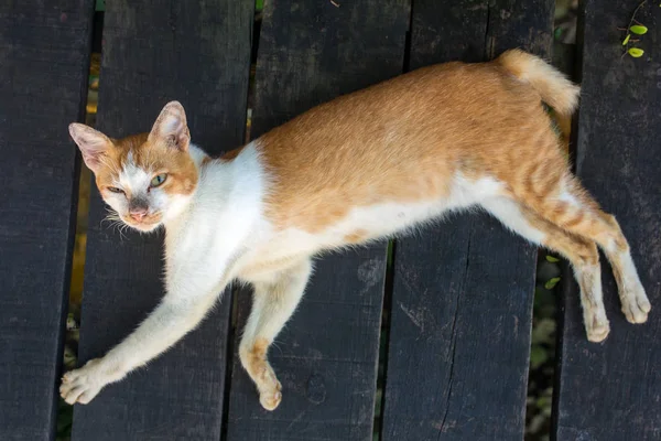 Cat relaxing on wooden planks — Stock Photo, Image