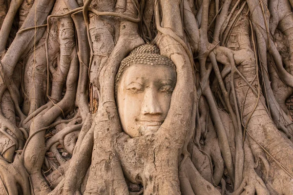 Будда голова в корнях деревьев — стоковое фото