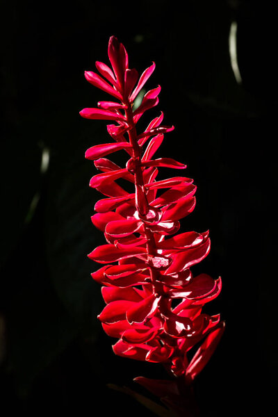 Beautiful tropical red flower on black backfround with natural light
