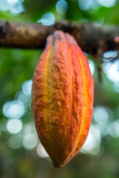 Cocoa fruit hanging on tree — Stock Photo, Image
