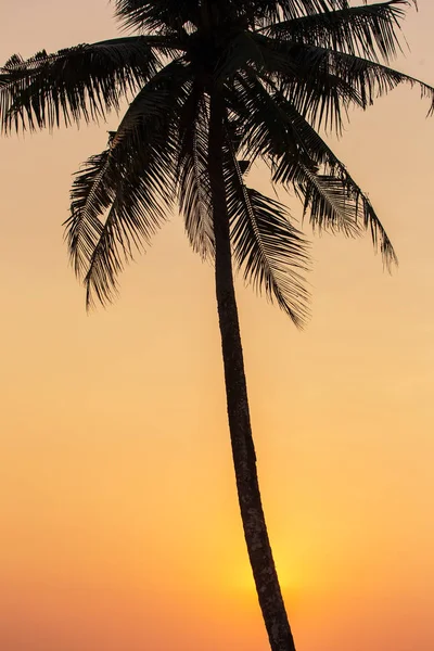 Pohon palem saat matahari terbenam. — Stok Foto