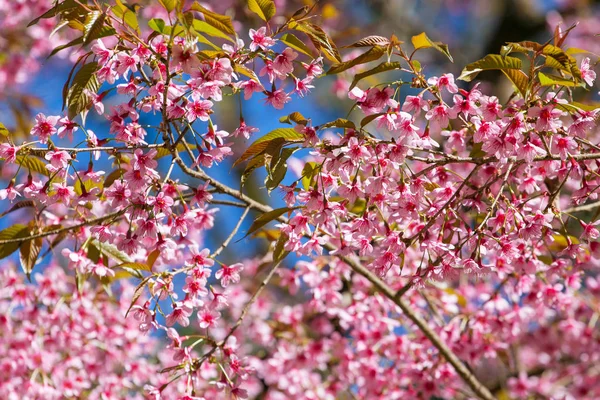Rosa Sakura Blossom — Fotografia de Stock